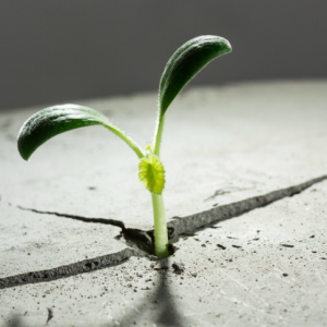 Capture d’écran 2024-07-06 à 18.26.03