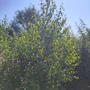 IMG_20240626_101439 copie