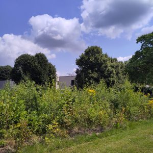 IMG_20240724_134024 copie