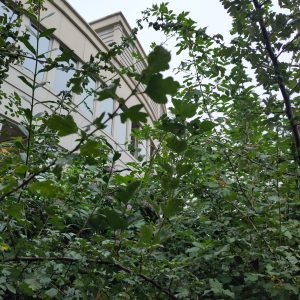 IMG_20240906_140835 copie