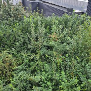 IMG_20240906_141726 copie